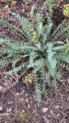 Achillea filipendulina