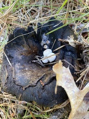 Asterophora lycoperdoides