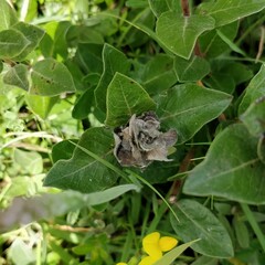 Rabdophaga rosaria