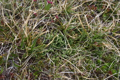 Diphasiastrum alpinum