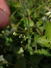 Galium uliginosum