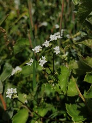 Galium uliginosum