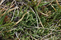 Diphasiastrum alpinum