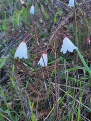 Acis autumnalis
