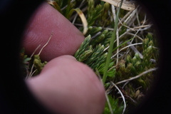 Diphasiastrum alpinum