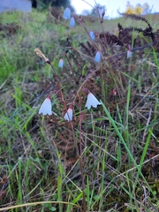 Acis autumnalis