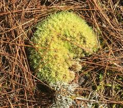 Leucobryum glaucum