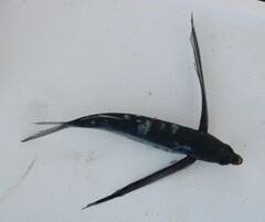 Exocoetidae