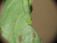 Argyrogrammatini