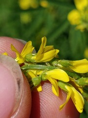 Melilotus altissimus