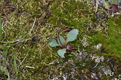 Micranthes occidentalis