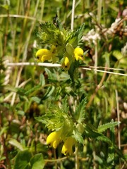 Rhinanthus serotinus