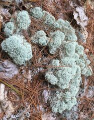 Cladonia stellaris
