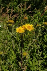 Pulicaria dysenterica