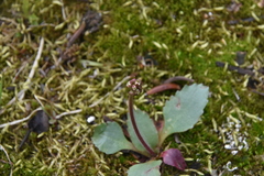 Micranthes occidentalis