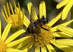 Eriothrix rufomaculata