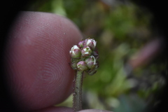 Micranthes occidentalis