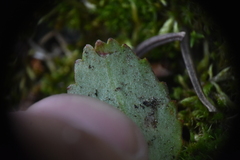 Micranthes occidentalis