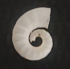 Spirula spirula