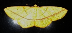 Periclina