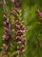 Odontites vernus