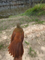 Xiphorhynchus obsoletus