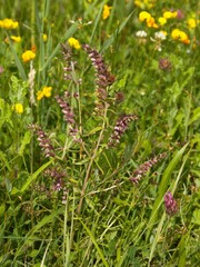 Odontites vernus