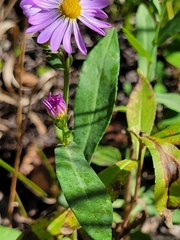 Symphyotrichum laeve