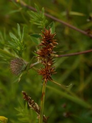 Carex otrubae