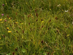 Carex otrubae