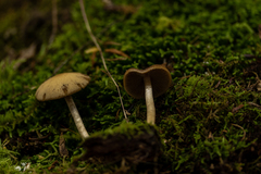 Psathyrella carinthiaca