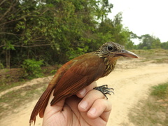 Xiphorhynchus obsoletus