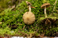 Psathyrella carinthiaca