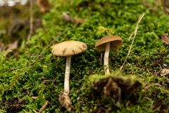 Psathyrella carinthiaca