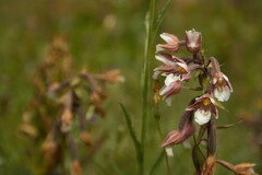 Epipactis palustris