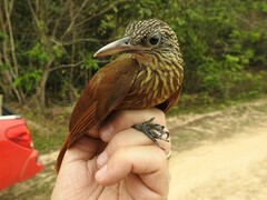 Xiphorhynchus obsoletus