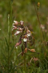 Epipactis palustris