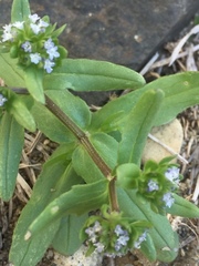 Valerianella locusta