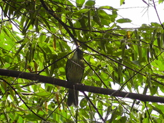 Saltator striatipectus