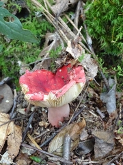 Russula rosacea