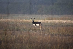 Antilope cervicapra