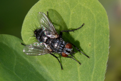 Blondelia nigripes