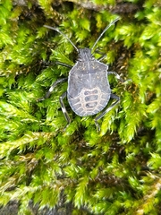 Halyomorpha halys