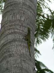 Anolis roquet