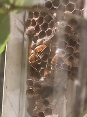 Mischocyttarus mexicanus