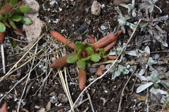 Micranthes ferruginea