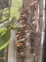 Mischocyttarus mexicanus