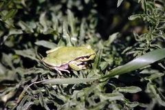 Hyla savignyi