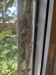 Mischocyttarus mexicanus