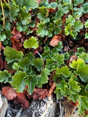 Heuchera